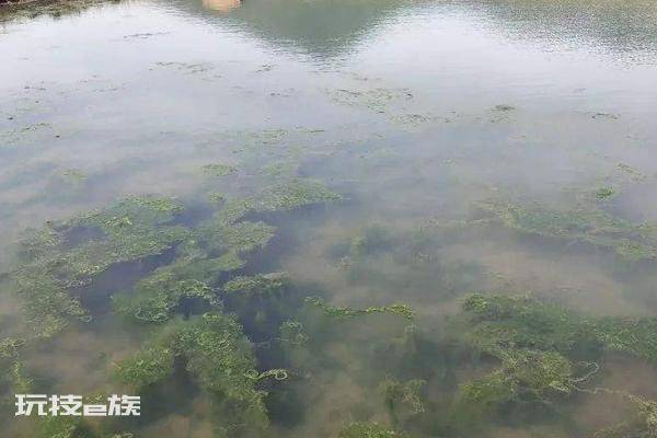 虾塘青苔最佳处理方法(池塘的青苔怎么清除最快)-图片3